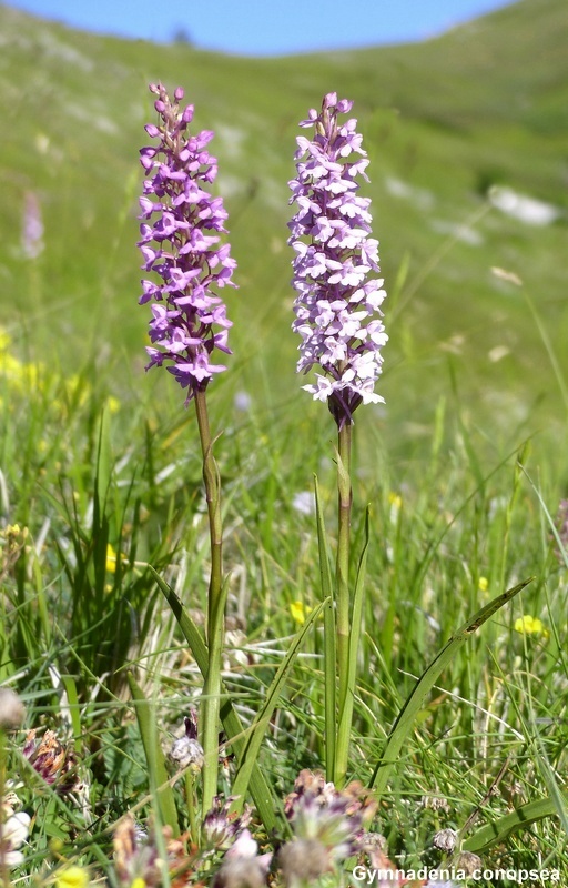 Orchidee a Campo Imperatore tra Medioevo e wilderness  primavera 2023